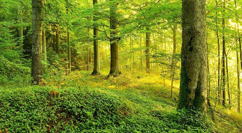 Light-flooded deciduous forest in the warm light of the morning sun