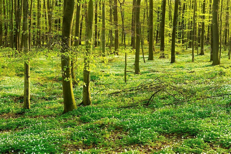Sunny beech forest in early spring