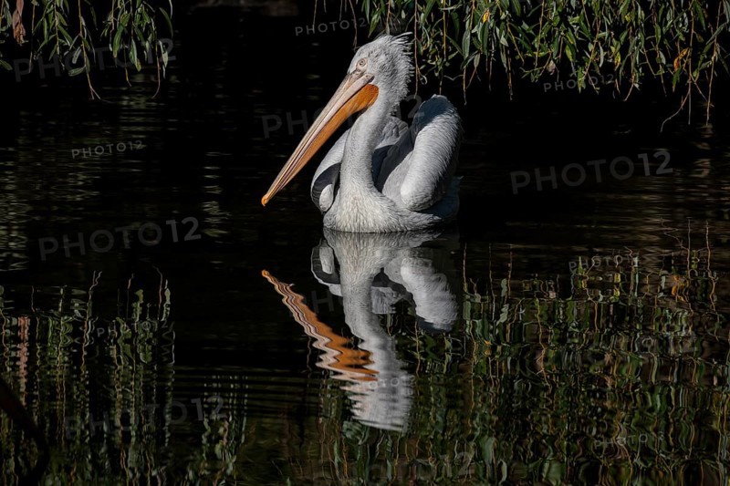 Pelican reflection on the water with a black background