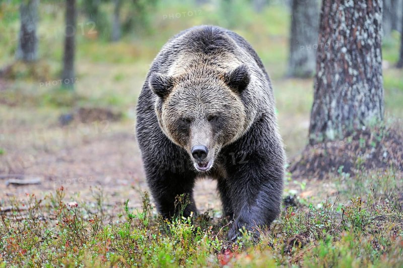 Brown bear