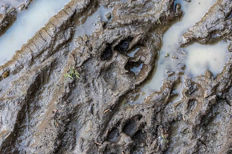Trail of a dog's paw in the mud