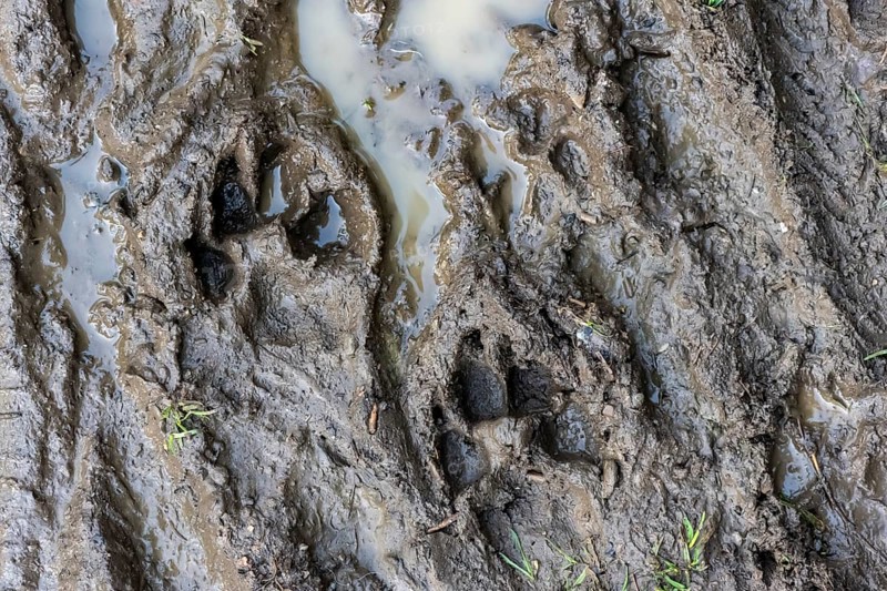 Trail of a dog's paw in the mud