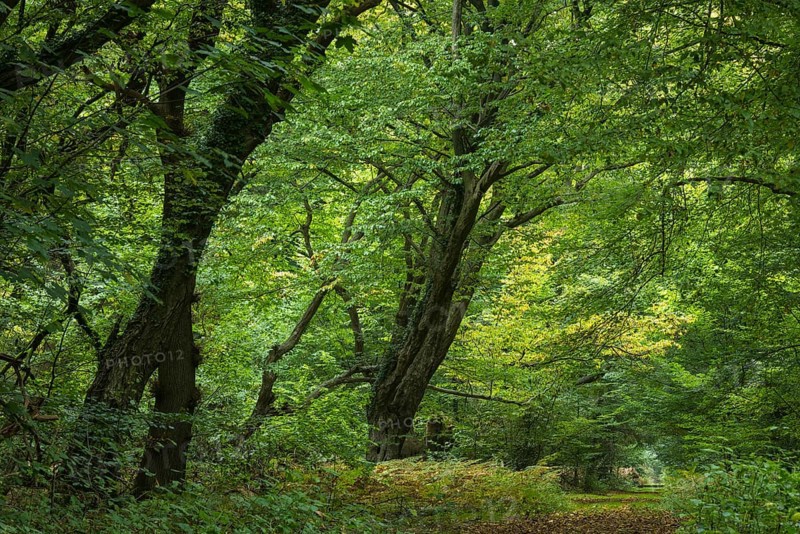 Autumn in the jungle Baumweg