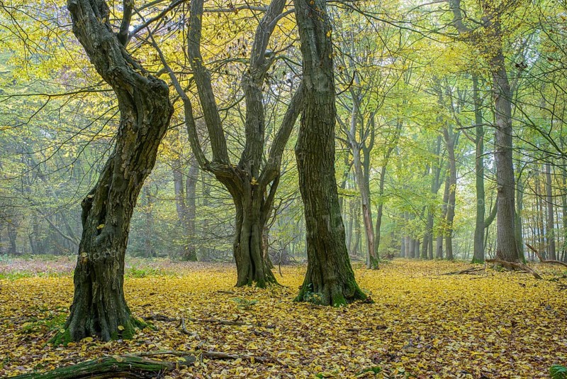 Autumn in the jungle Baumweg