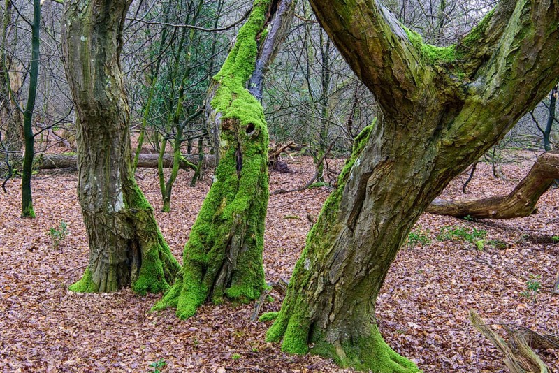 Old mossy tree trunks