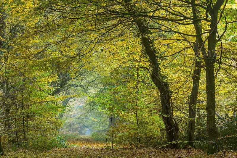 Autumn in the jungle Baumweg