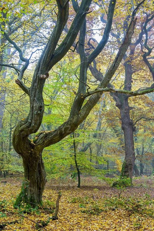Autumn in the jungle Baumweg