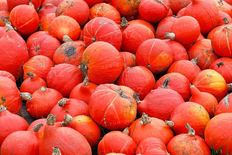 Squash Hokkaido