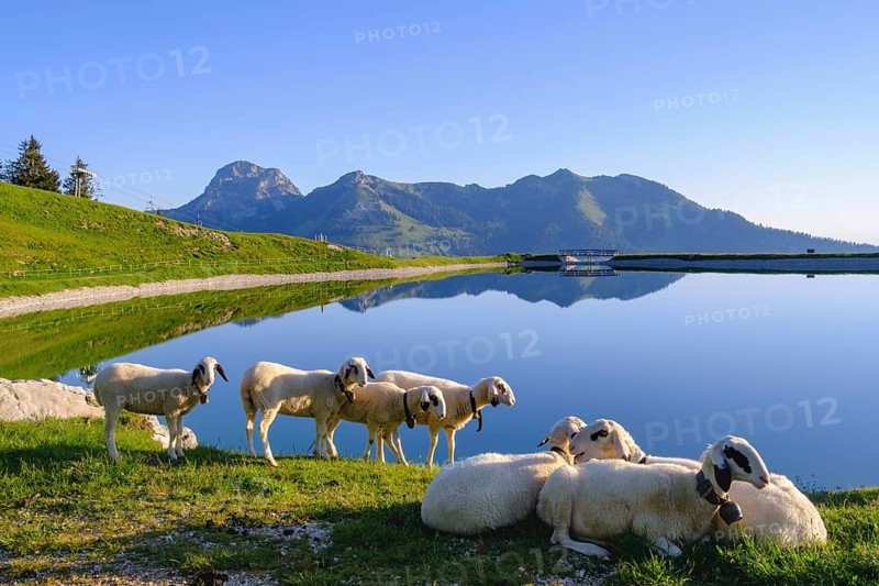 Sheep at the Walleralm reservoir