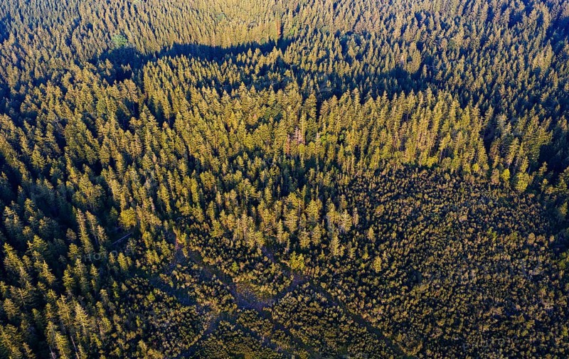 Spruce forest from above