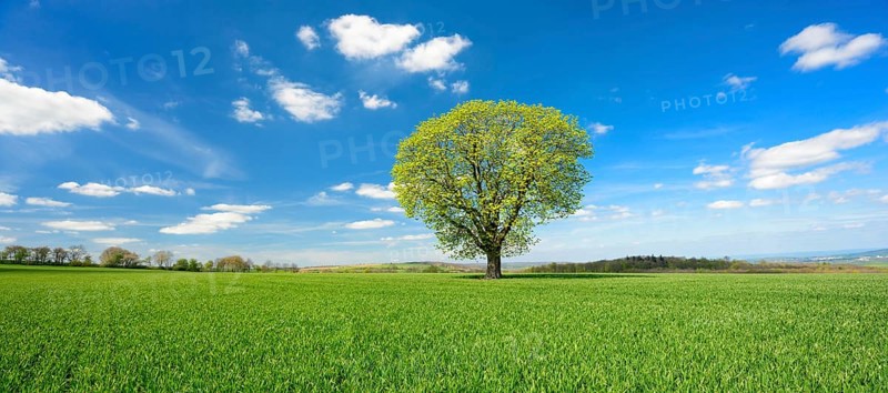 Large solitary chestnut tree on green field