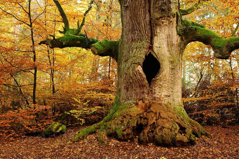 Kamineiche in autumn