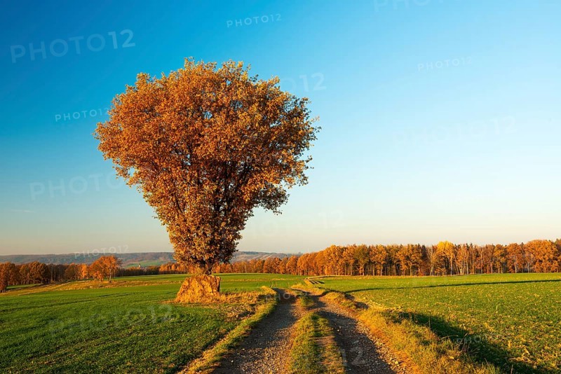 Field landscape in autumn