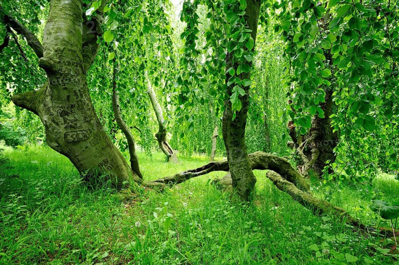 Bizarrely overgrown hanging beech in an overgrown park