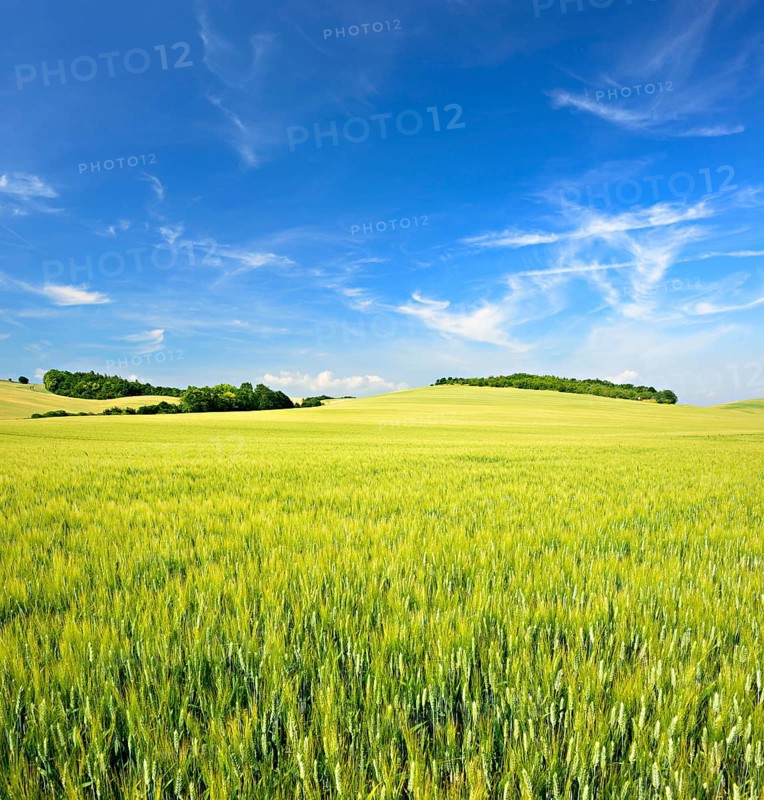Hilly landscape with barley field
