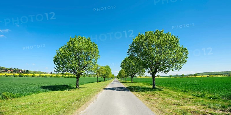 Alley of lime trees through cultivated landscape under a blue sky in spring