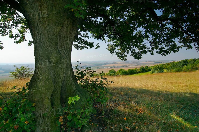 Big lime tree