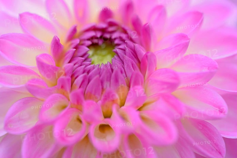 Decorative Dahlia