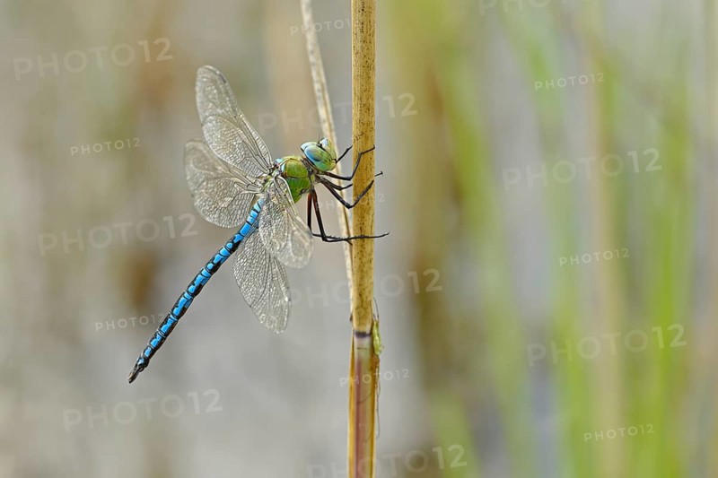 Emperor dragonfly