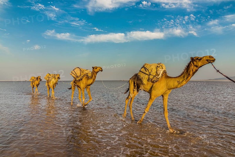 Camels loaded with rock salt plates walk through a salt lake