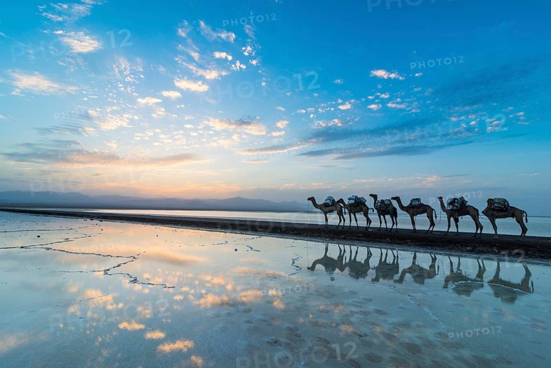 Camels loaded with rock salt slabs walk at sunset through a salt lake