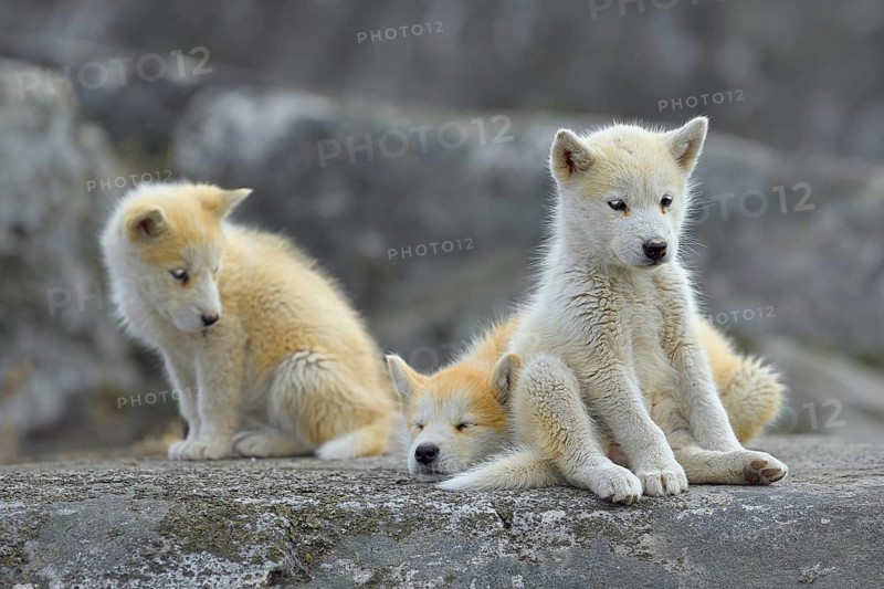 Three young Greenlandic dogs sitting on a rock slab