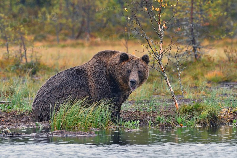 Brown bear