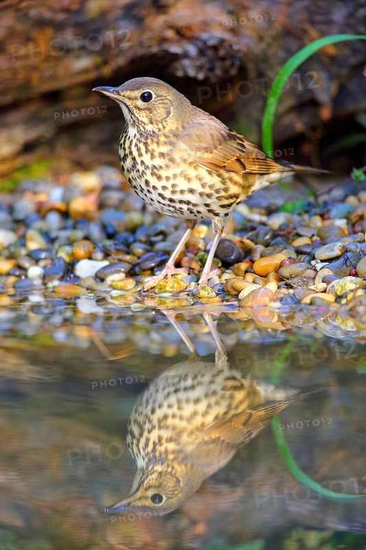 Song thrush