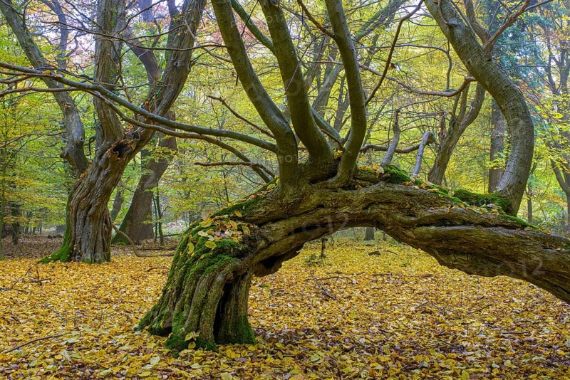 Autumn in the jungle Baumweg