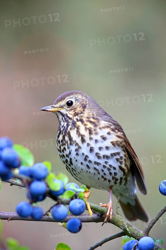 Song thrush