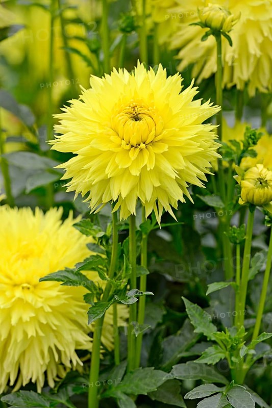 Deer antlersDahlia