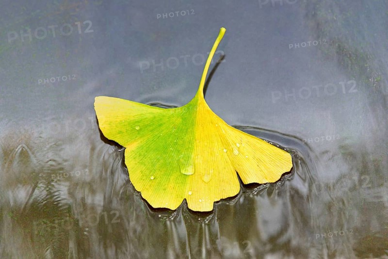 Gingko