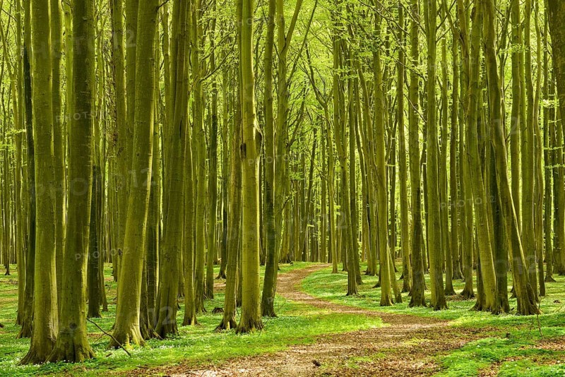 Hiking trail winds through sunny beech forest in spring
