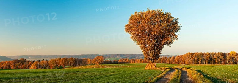 Panorama