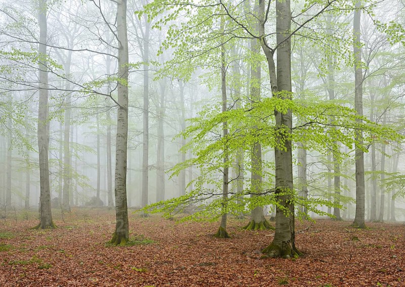 Beech forest with fog in early spring