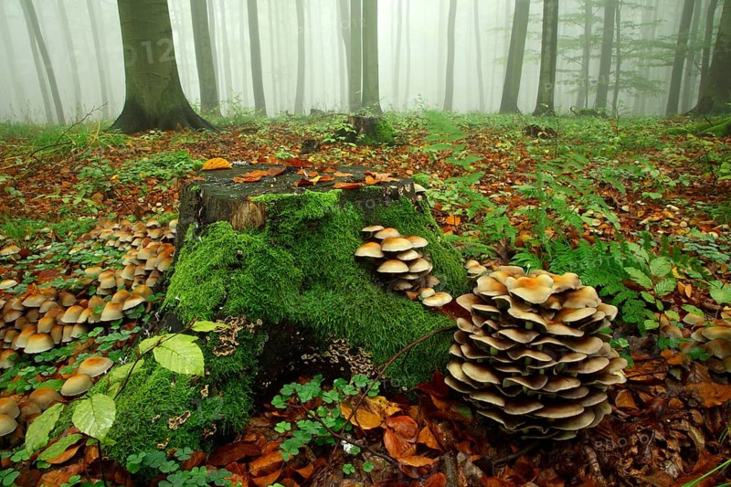 Beech forest