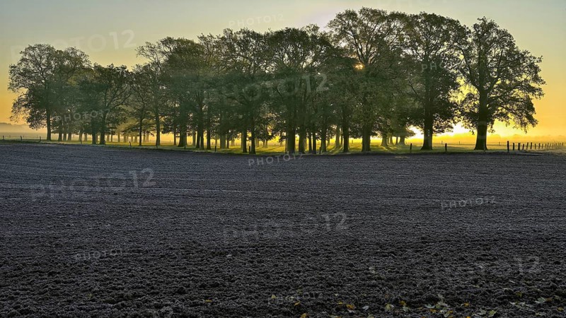 Oak grove