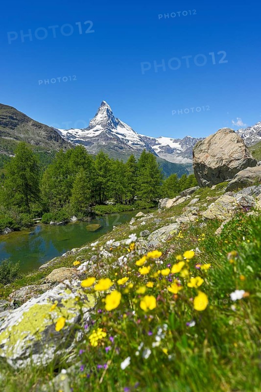 Alpine meadow of blossoming yellow flowers at the Grindjisee