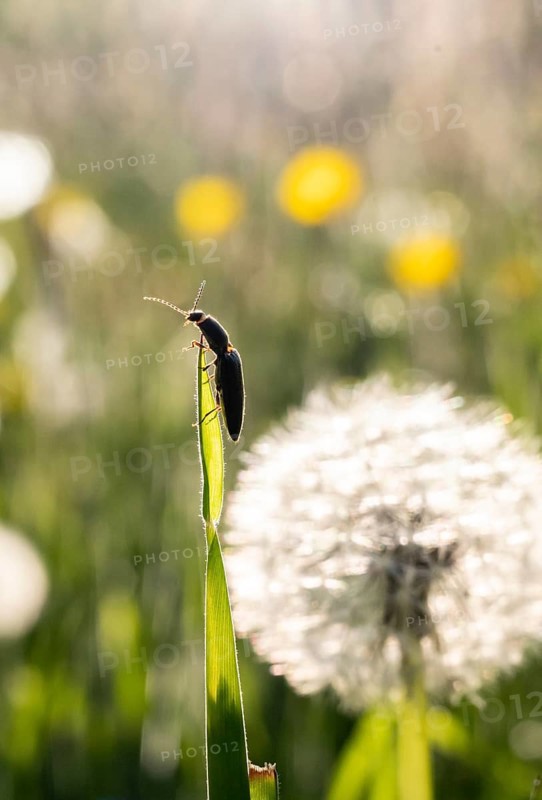 Click beetle