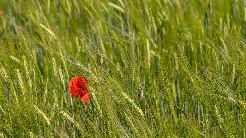Blooming red poppy