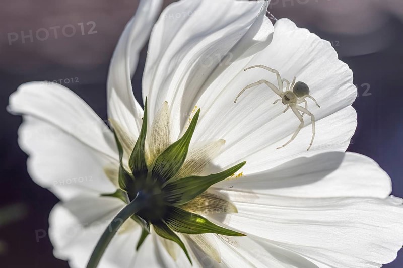 Goldenrod crab spider