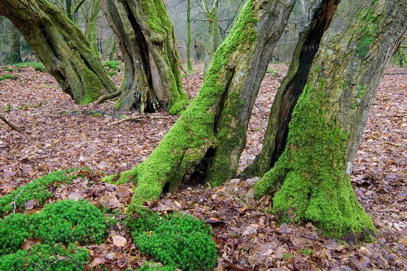 Old mossy tree trunks