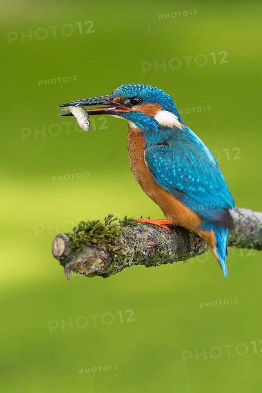Common kingfisher