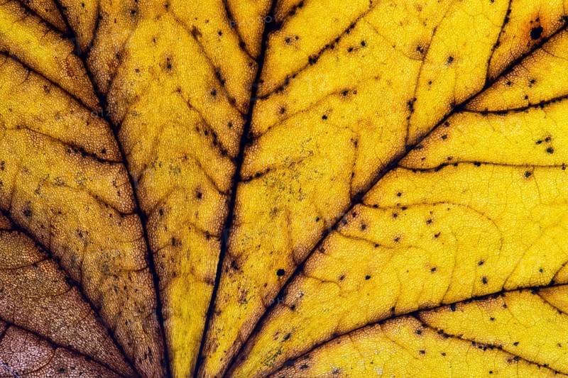 Structure of a yellowish