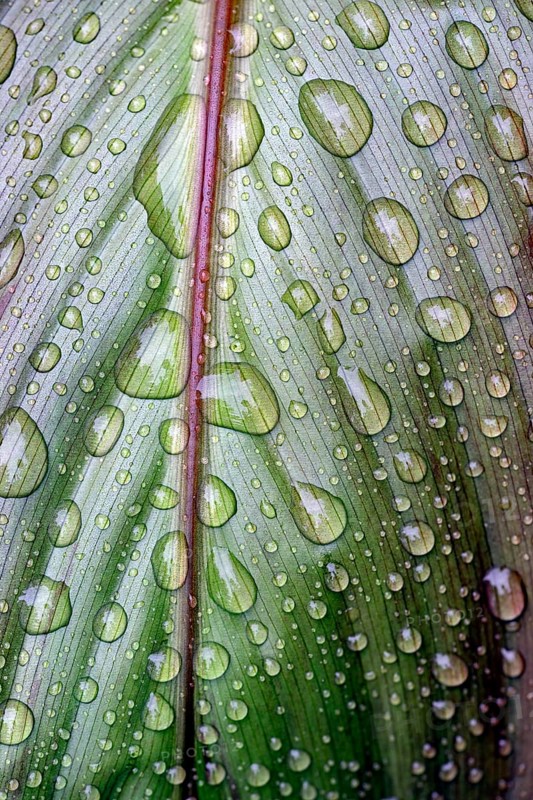 Leaf of a plant with raindrops