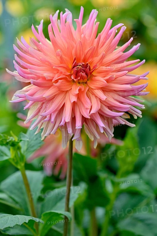 SemicactusDahlia