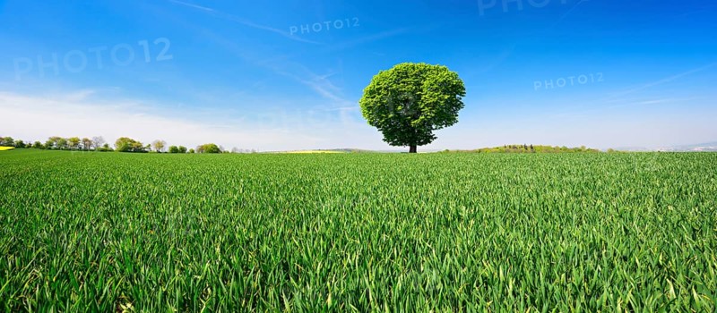 Large solitary horse chestnut on a green field
