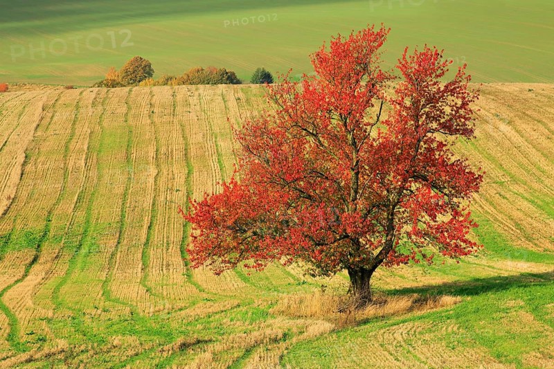 Cherry tree in full autumn colouring on harvested field