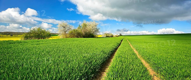 Cultural landscape in spring