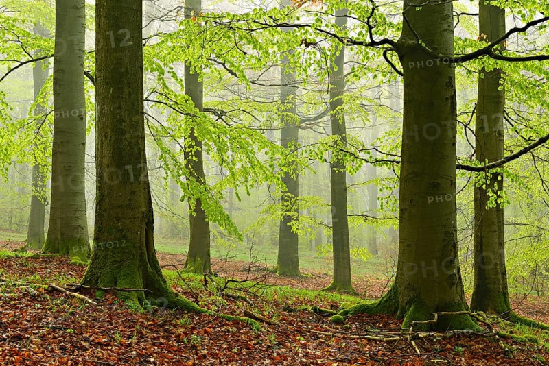 Beech forest with fog in early spring